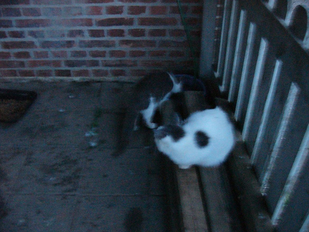 Huskat Bella nutella billede 2