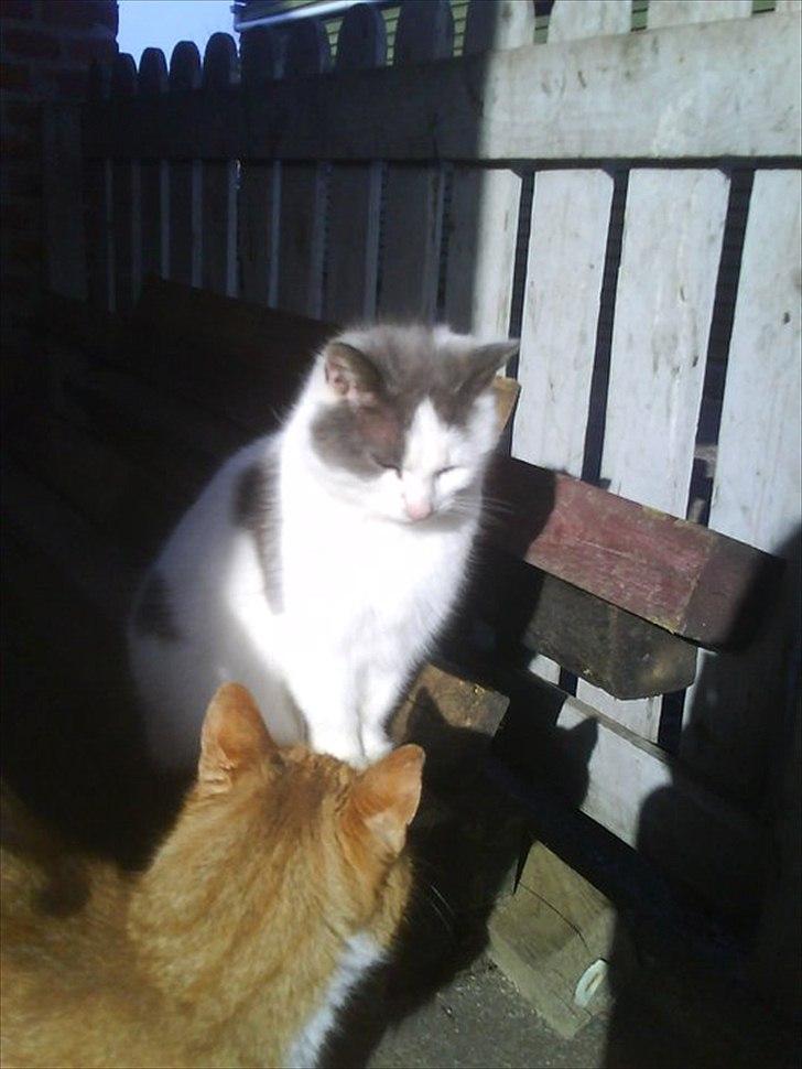 Huskat Bella nutella billede 3