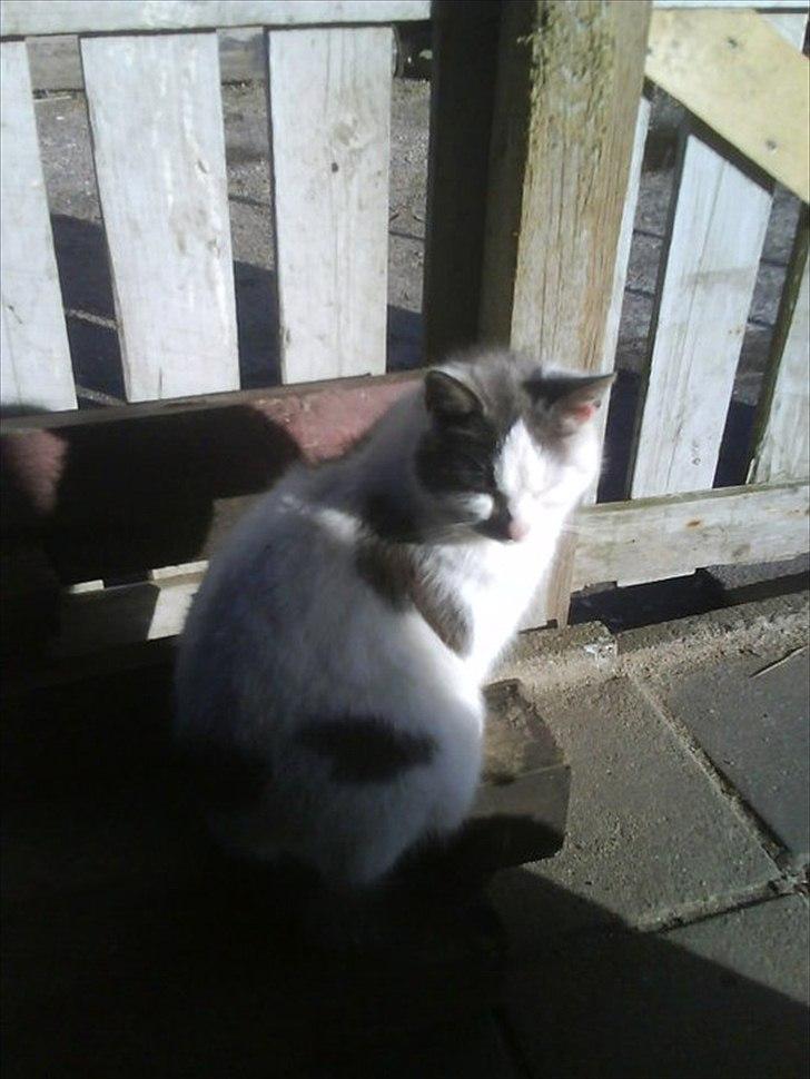 Huskat Bella nutella billede 4