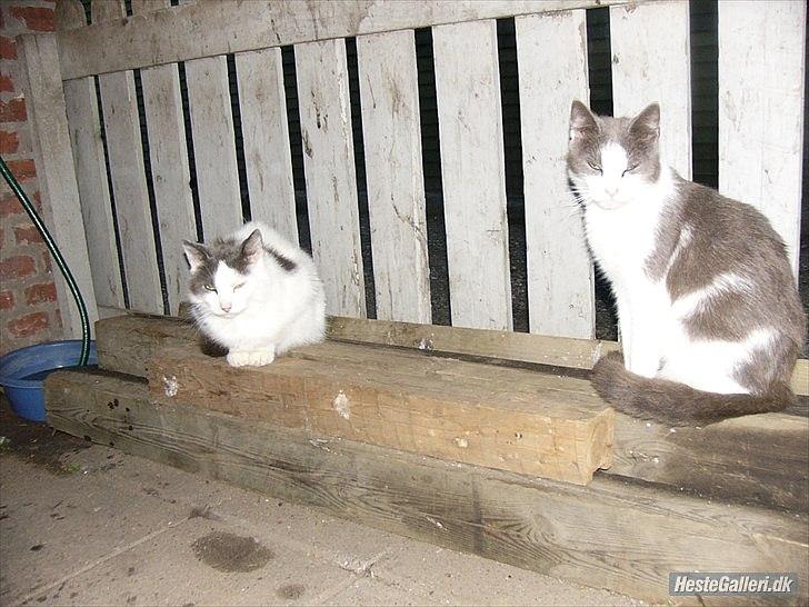 Huskat Bella nutella billede 5