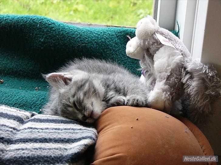 Blanding af racer Pumba R.I.P - Pumba få dage efter han blev vores billede 7