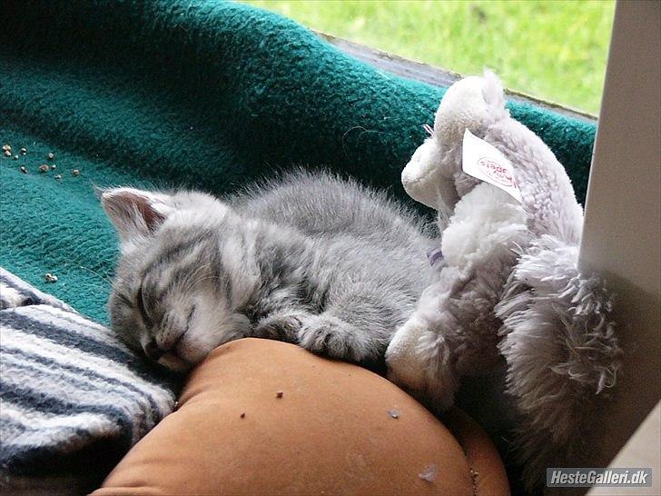 Blanding af racer Pumba R.I.P billede 8