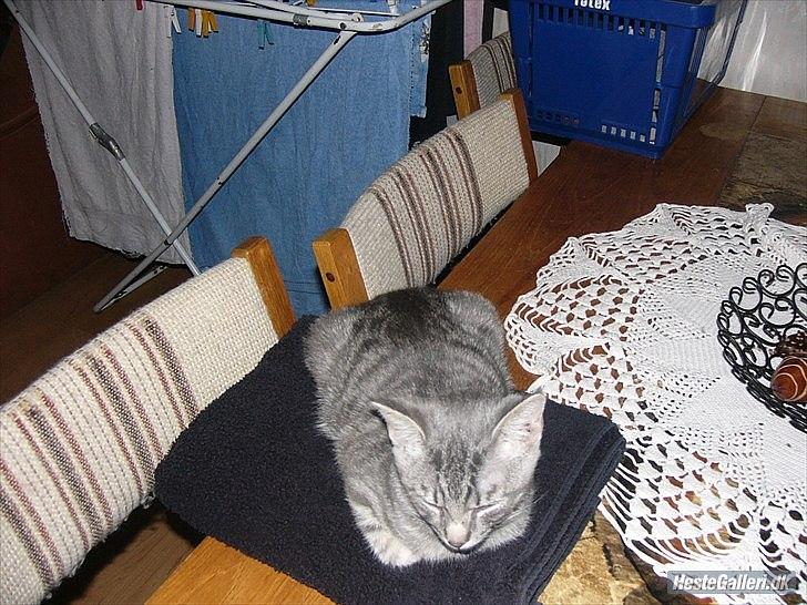 Blanding af racer Pumba R.I.P - Pumba da han var teenager billede 2