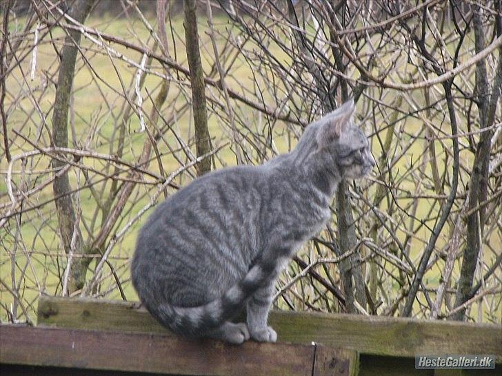 Blanding af racer Pumba R.I.P - Pumba som halv voksen billede 3