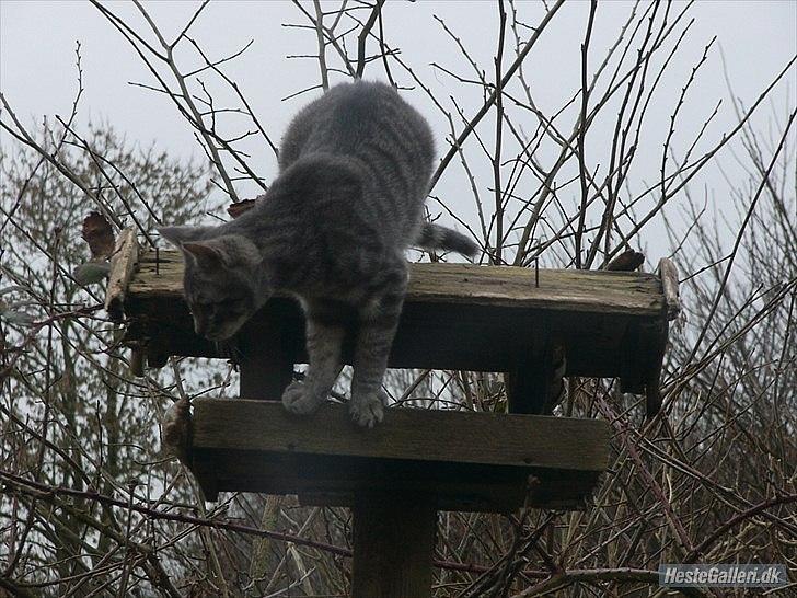 Blanding af racer Pumba R.I.P billede 4