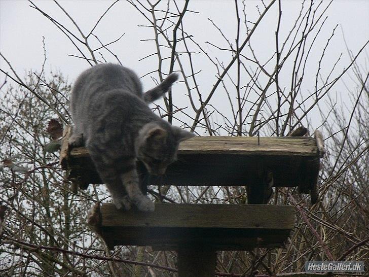 Blanding af racer Pumba R.I.P billede 6