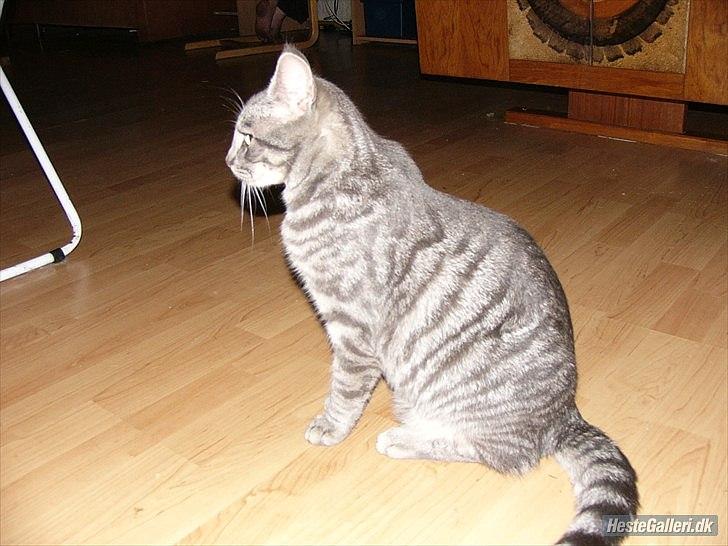 Blanding af racer Pumba R.I.P billede 5