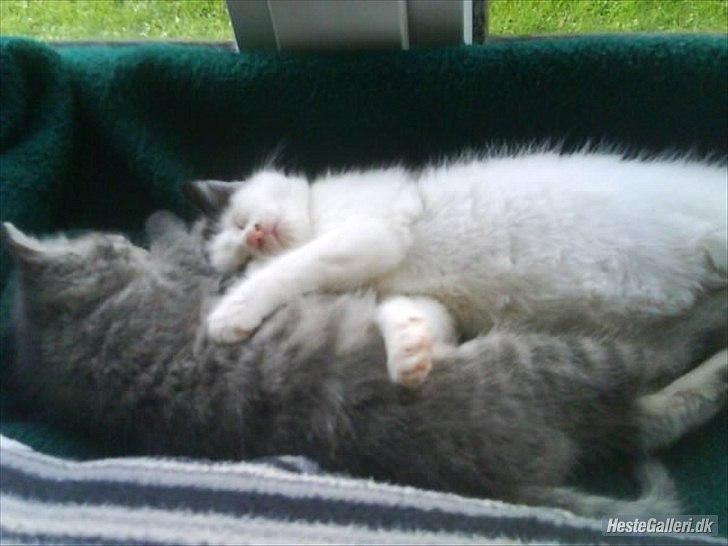 Blanding af racer Pumba R.I.P billede 11