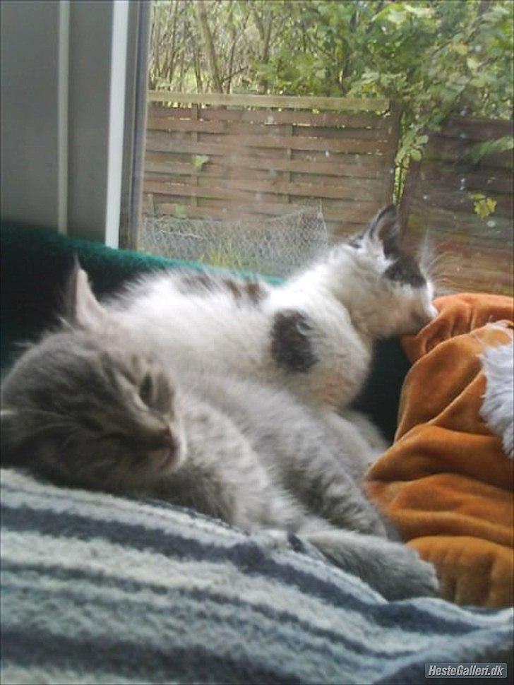 Blanding af racer Pumba R.I.P billede 9