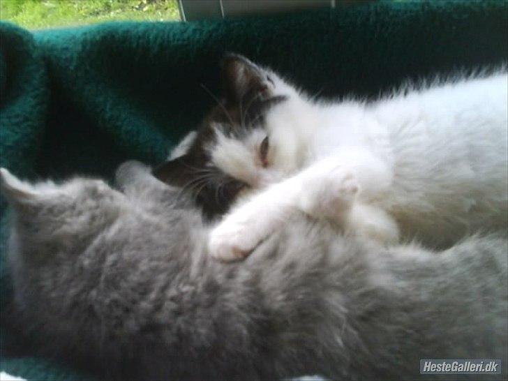 Blanding af racer Pumba R.I.P billede 12