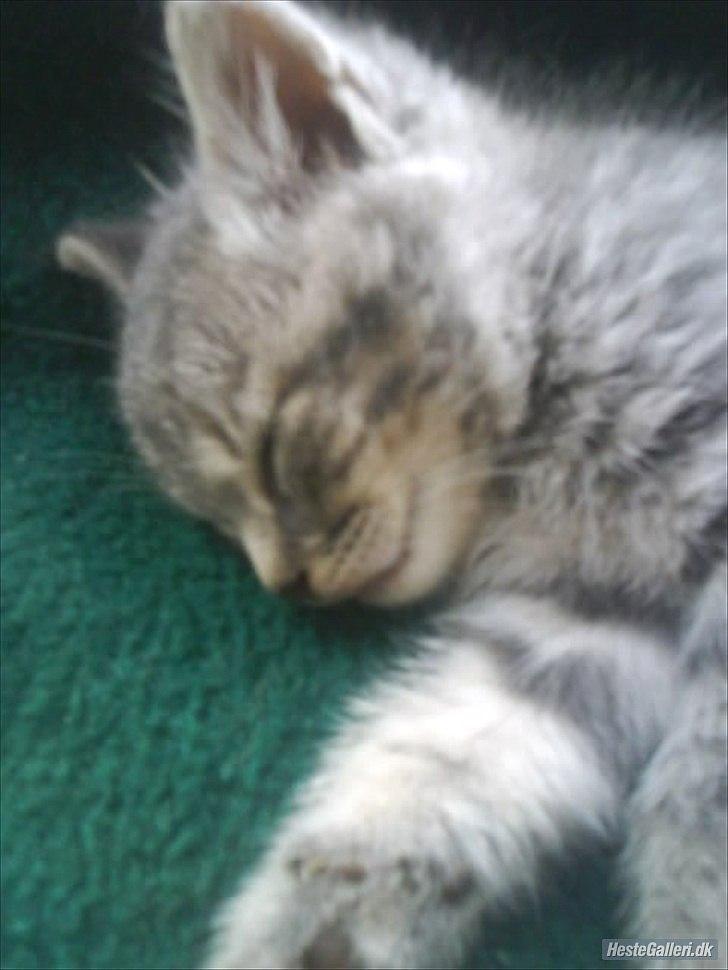 Blanding af racer Pumba R.I.P billede 13