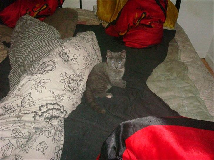 Huskat Abby billede 14