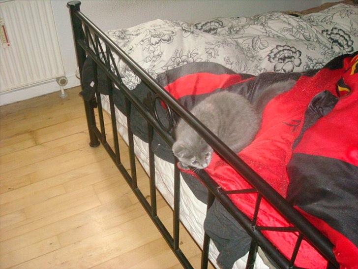 Huskat Abby billede 15