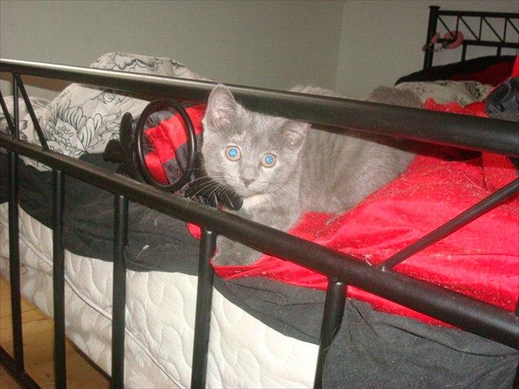 Huskat Abby billede 16