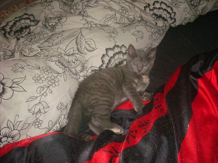 Huskat Abby billede 17