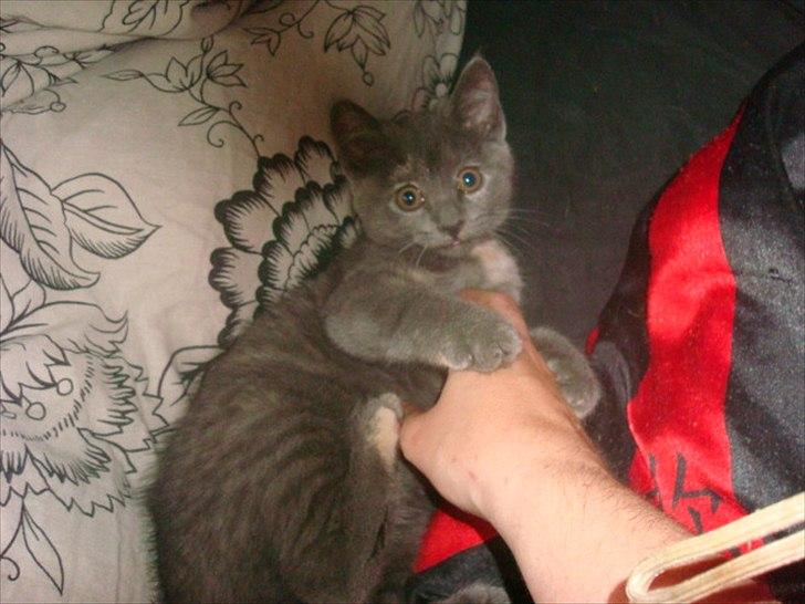 Huskat Abby billede 18