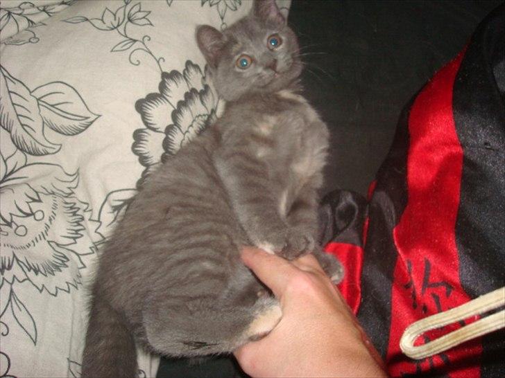 Huskat Abby billede 19