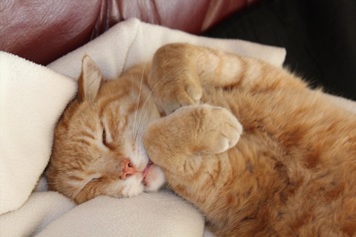 Huskat Simba <3 Sov sødt mindreng<3 - Velkommen til Simba´s profil. Læg gerne en kommentar og/eller bedømmelse<3 :D
Min lille mis der sover sødt<3 ;b billede 1