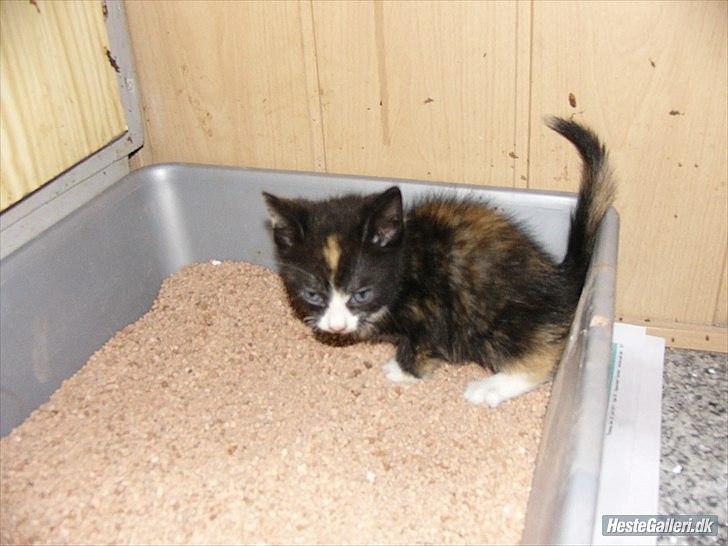 Huskat Litel Handy mis(Min) - Lige lave en vandpyt! billede 3