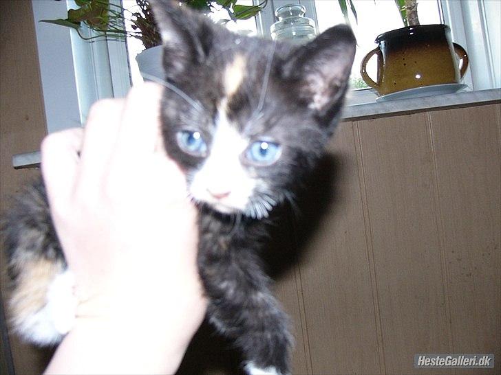 Huskat Litel Handy mis(Min) - Fuck et kamara! billede 2