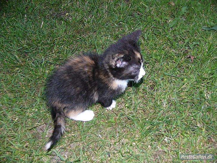 Huskat Litel Handy mis(Min) - Ligger lige en kage! billede 5