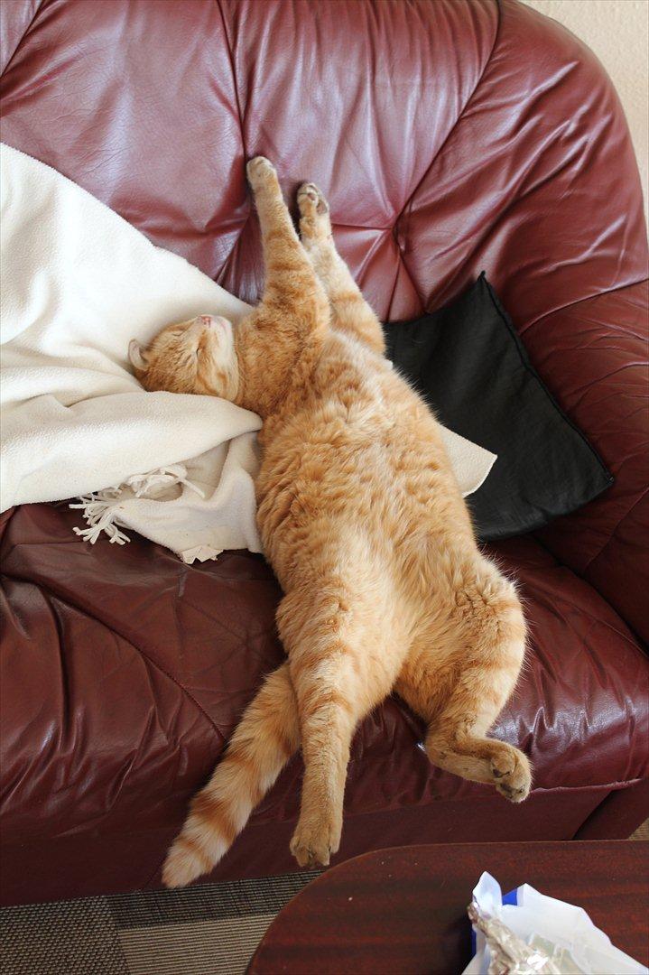 Huskat Simba <3 Sov sødt mindreng<3 - Tak fordi i kiggede på Simba's profil :D Han har gjort meget ud af den, så nu er han faldet i søvn. Han er jo ret doven ;b
Det ville være dejligt hvis i ville smide en kommentar & bedømmelse til ham :') <3 
 billede 14