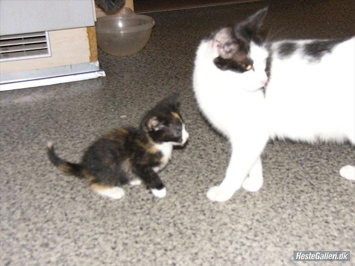 Huskat Skibber R.I.P Mandag 3 oktober 2011 "fundet død" billede 2