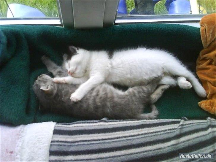 Huskat Skibber R.I.P Mandag 3 oktober 2011 "fundet død" billede 4