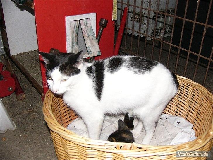 Huskat Skibber R.I.P Mandag 3 oktober 2011 "fundet død" billede 5