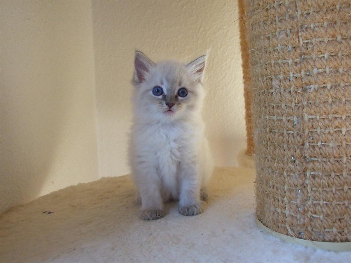 Ragdoll DK Vandoll Incredible Iris - Iris 6 uger gammel billede 2