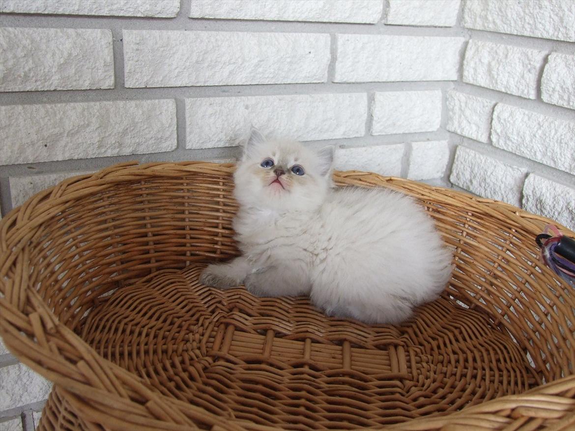 Ragdoll DK Vandoll Incredible Iris billede 3