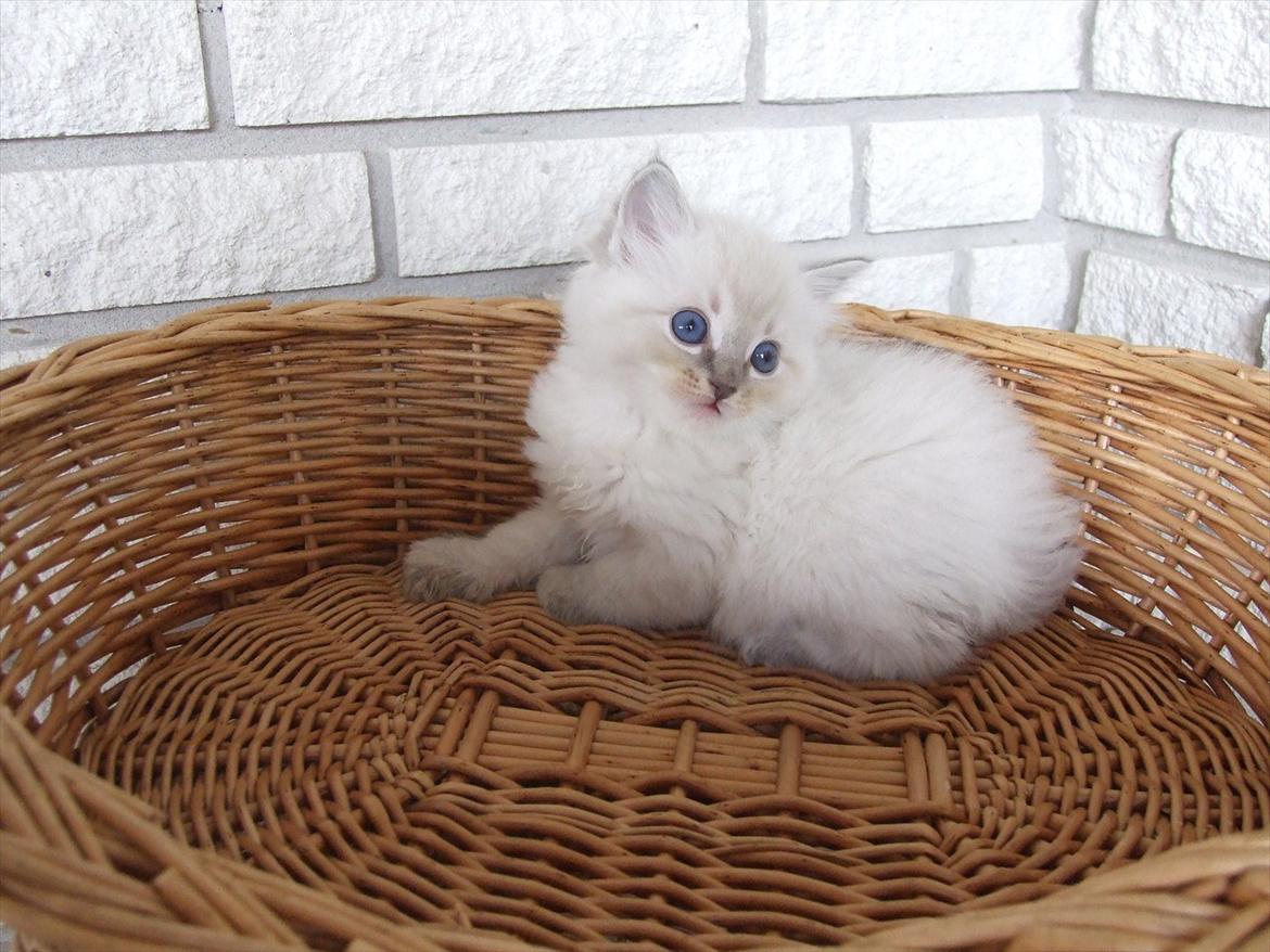 Ragdoll DK Vandoll Incredible Iris billede 4