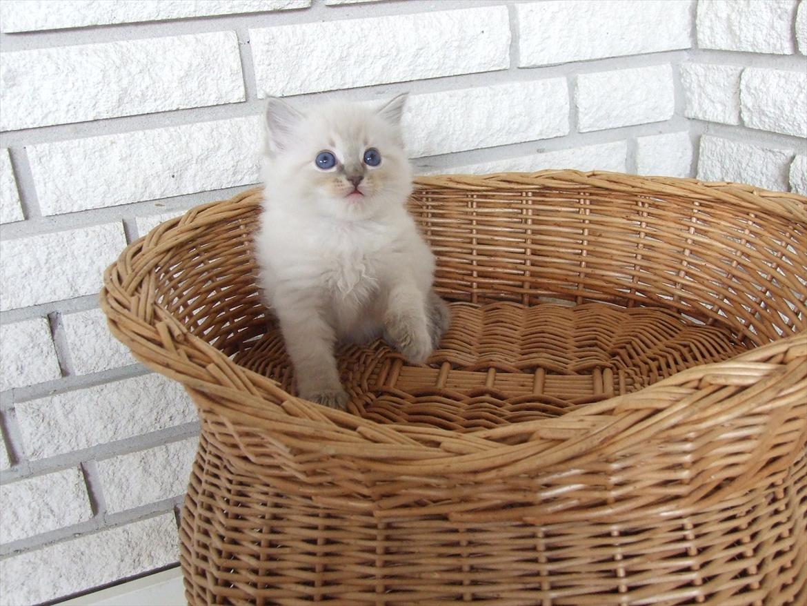 Ragdoll DK Vandoll Incredible Iris billede 5