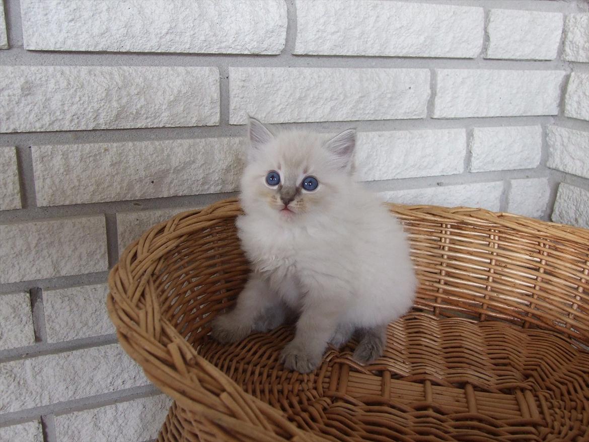 Ragdoll DK Vandoll Incredible Iris billede 6