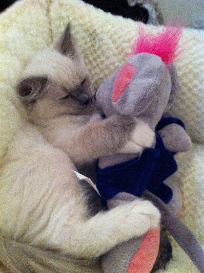 Ragdoll Merle billede 3