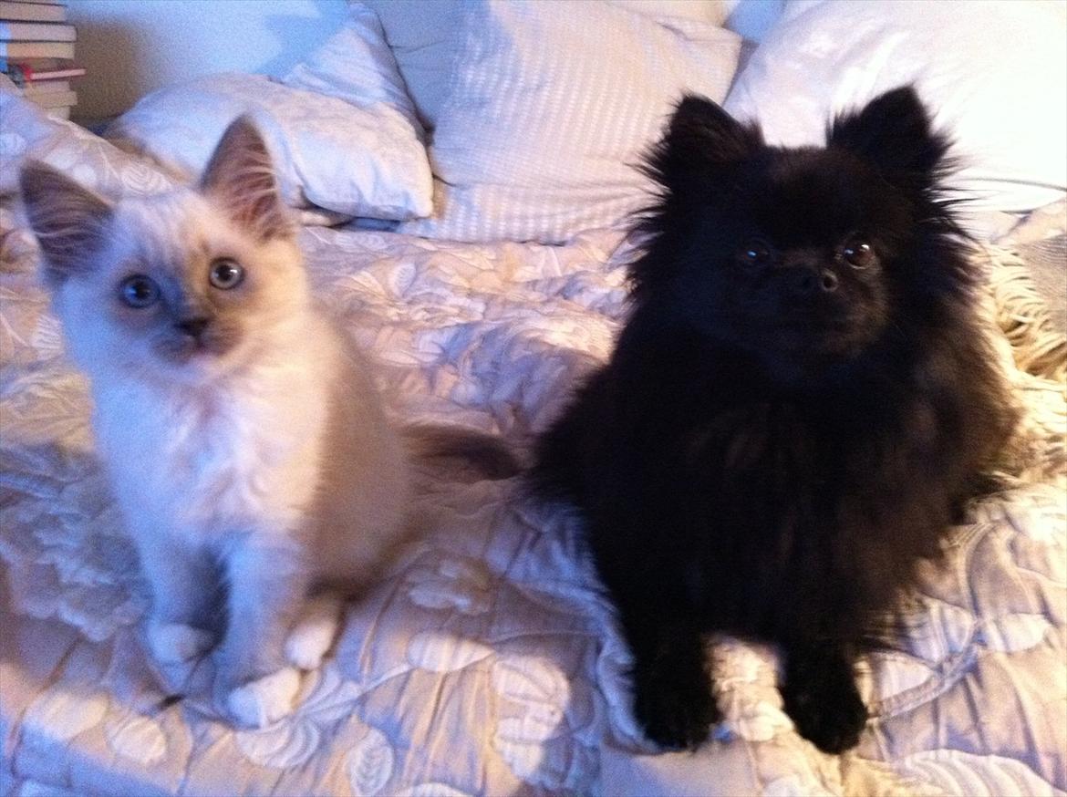 Ragdoll Merle billede 4