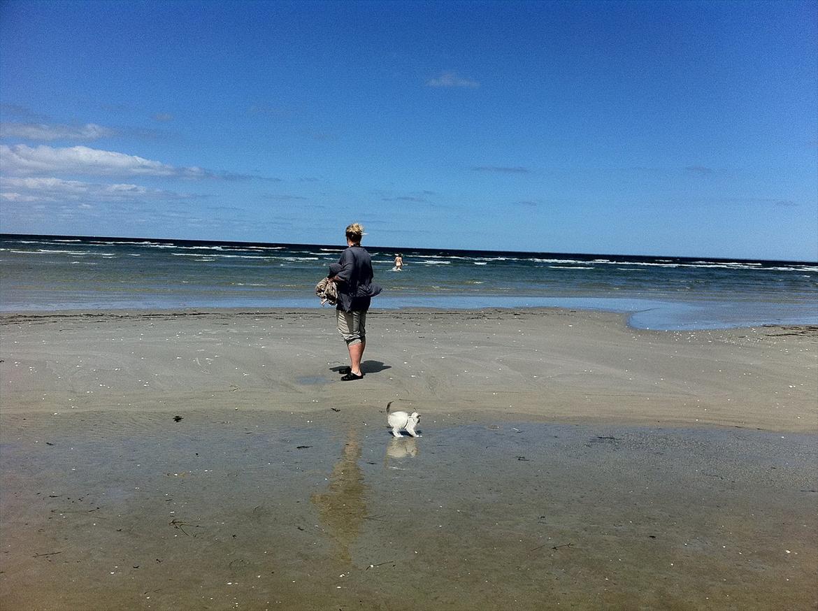 Ragdoll Merle billede 5