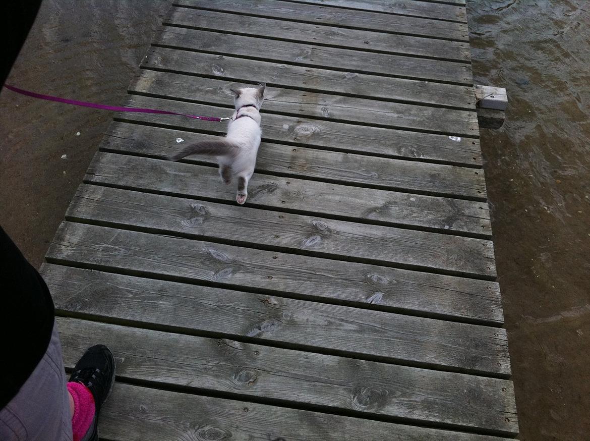 Ragdoll Merle billede 6