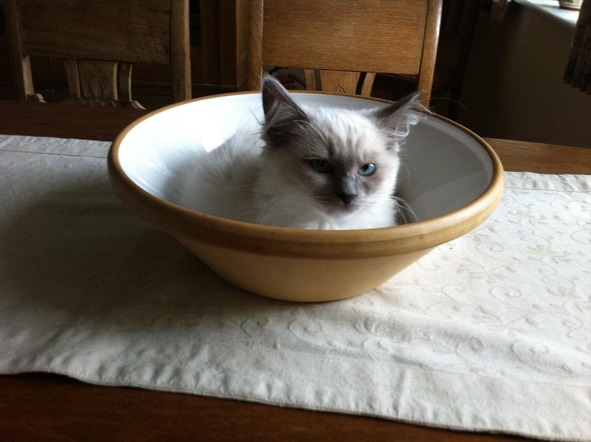 Ragdoll Merle billede 7