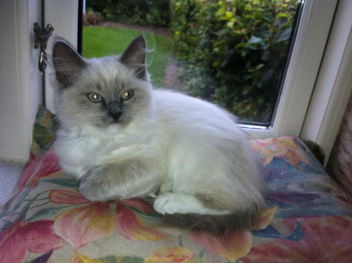 Ragdoll Merle billede 8
