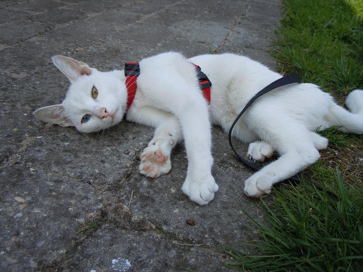 Huskat Atena billede 1