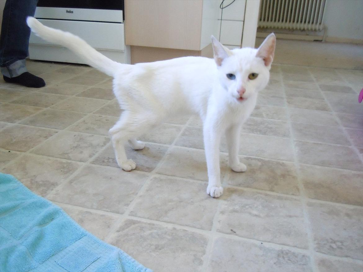 Huskat Atena billede 2