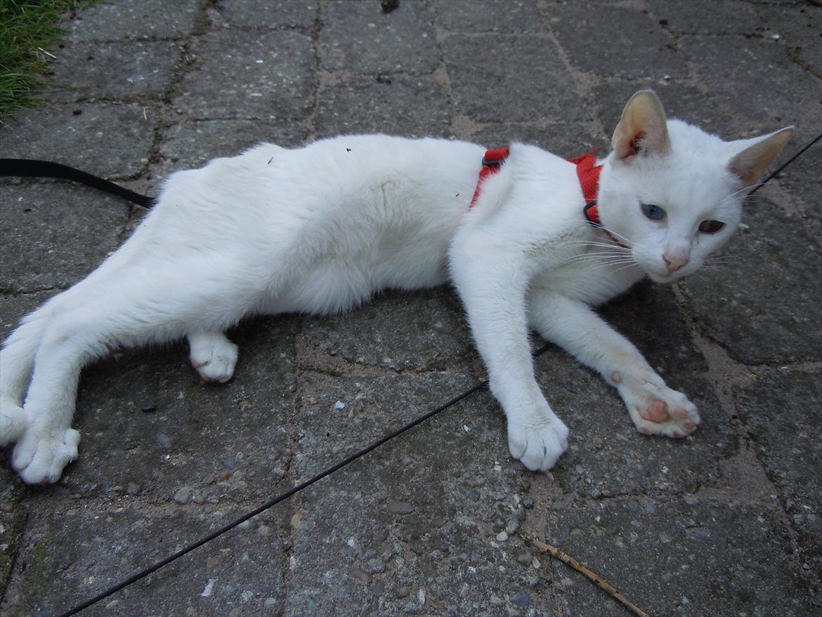 Huskat Atena billede 3