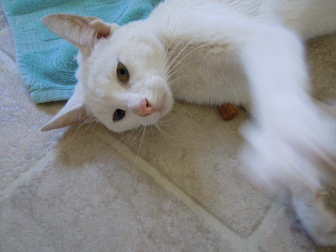 Huskat Atena billede 4