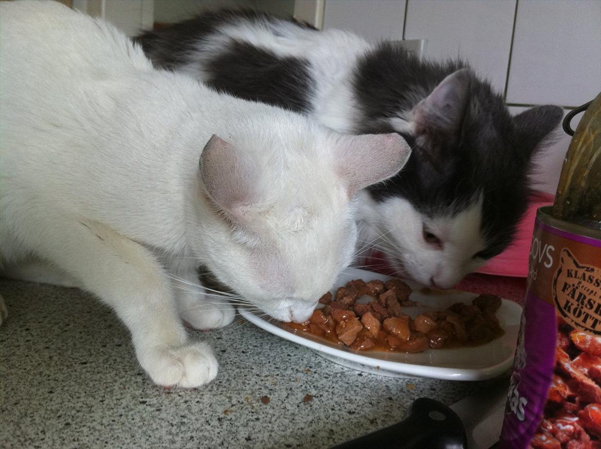 Huskat Atena billede 5