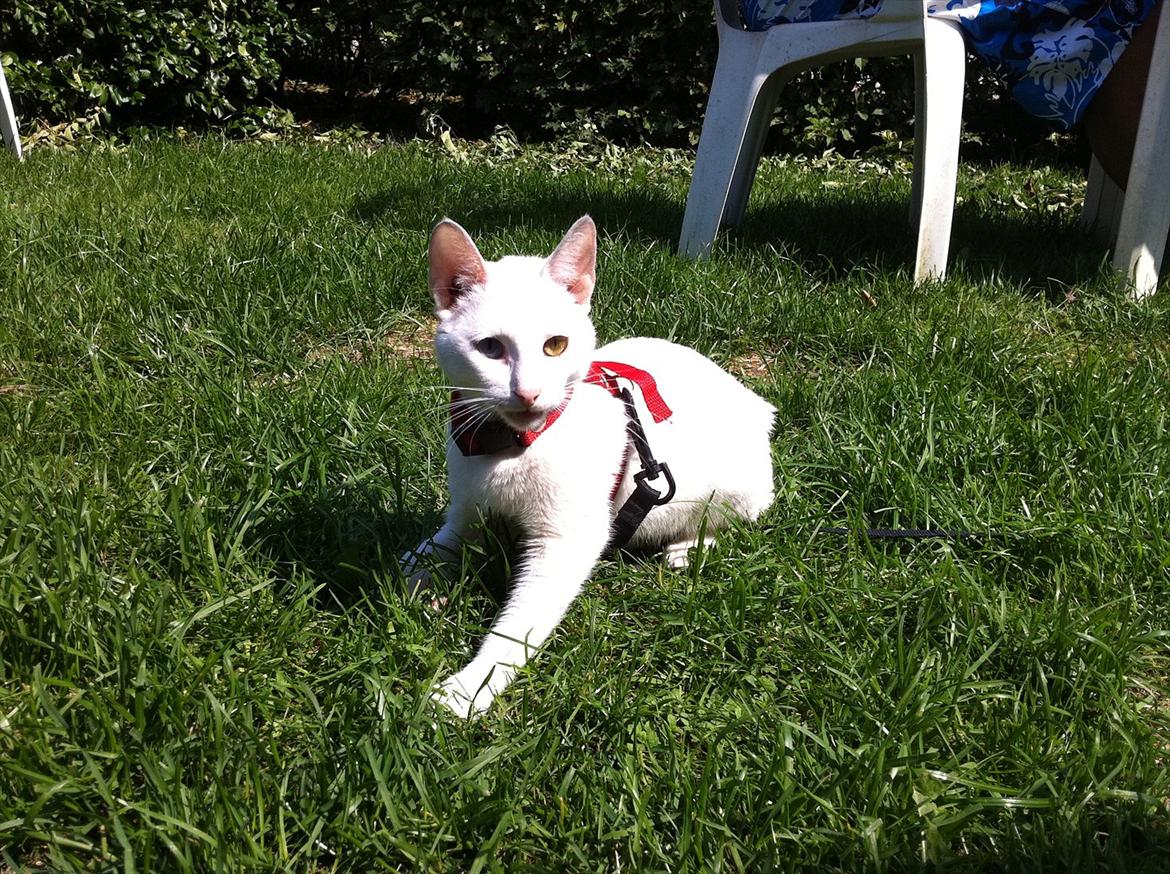 Huskat Atena billede 6