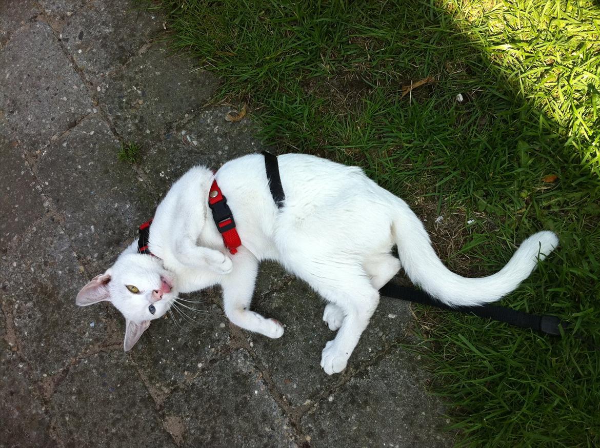 Huskat Atena billede 7