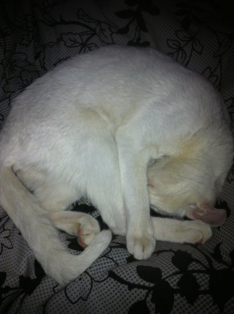 Huskat Atena billede 8