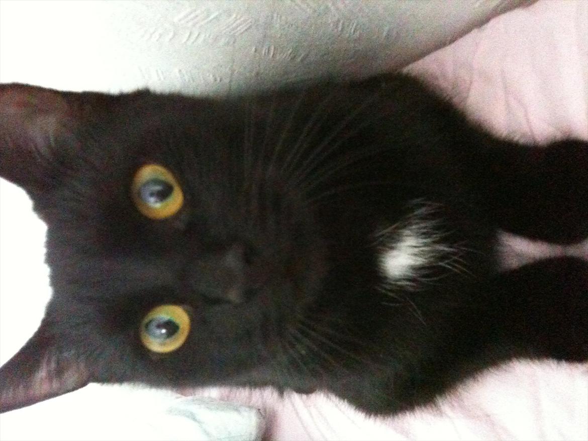 Huskat Mini billede 6