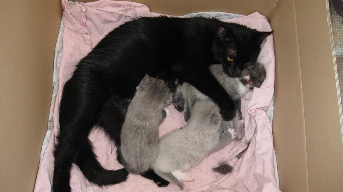 Huskat Mini billede 7